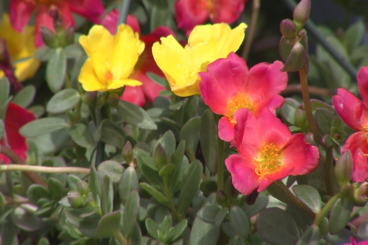 Purslane is great choice for late summer, early fall 